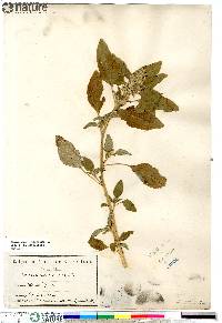 Amaranthus retroflexus image