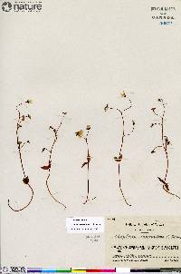 Claytonia sarmentosa image