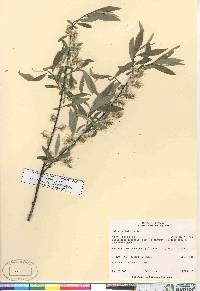 Salix petiolaris image