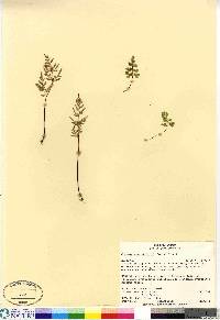 Cryptogramma stelleri image