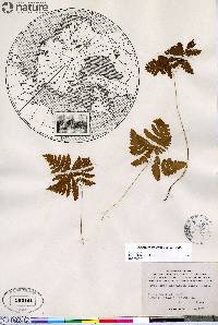 Gymnocarpium dryopteris image