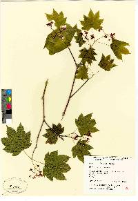 Acer circinatum image