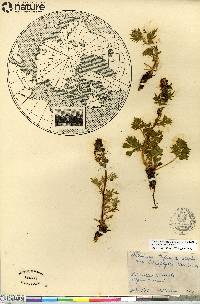 Artemisia arctica image