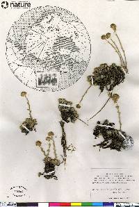 Artemisia senjavinensis image