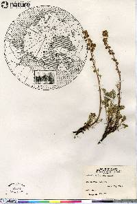 Artemisia frigida image