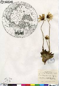 Arnica porsildiorum image