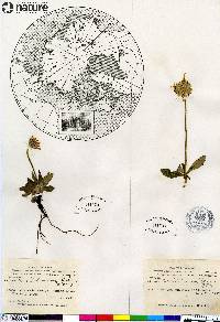 Arnica porsildiorum image