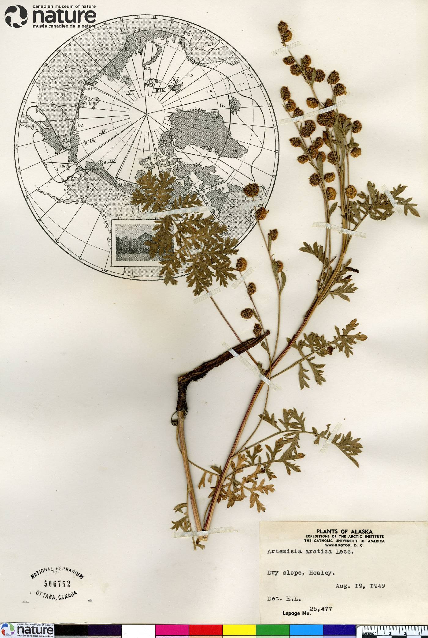 Artemisia arctica image