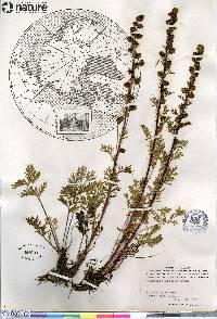 Artemisia arctica image