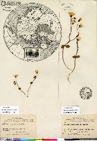 Claytonia sarmentosa image