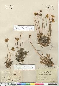 Papaver radicatum subsp. radicatum image