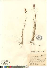 Calamagrostis purpurascens var. maltei image