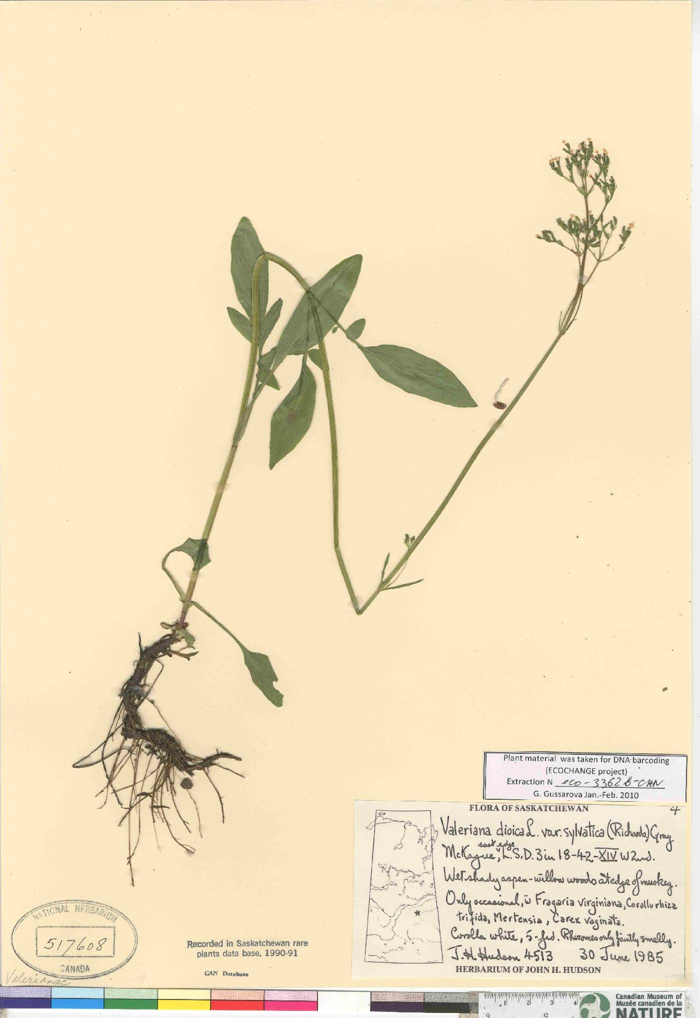 Valeriana dioica subsp. sylvatica image