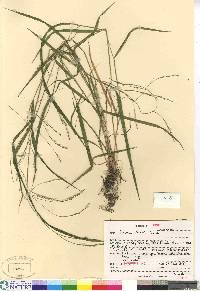 Festuca subverticillata image