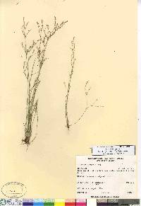 Juncus pelocarpus image