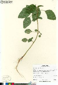 Amaranthus retroflexus image