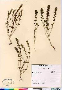 Euphrasia arctica image