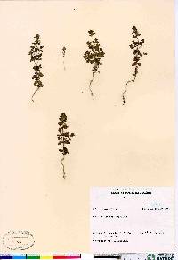 Euphrasia arctica image