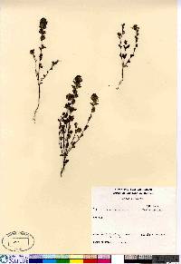 Euphrasia arctica image