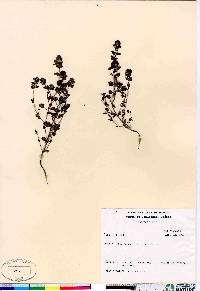 Euphrasia arctica image