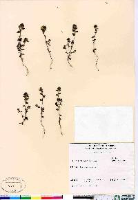 Euphrasia arctica image