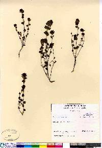 Euphrasia arctica image