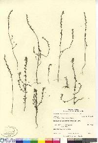 Euphrasia stricta image