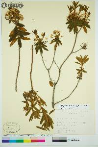 Rhododendron groenlandicum image