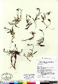 Pyrola americana image