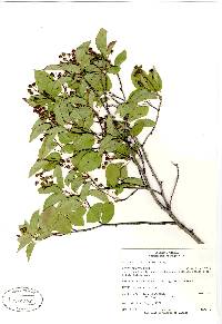 Amelanchier stolonifera image