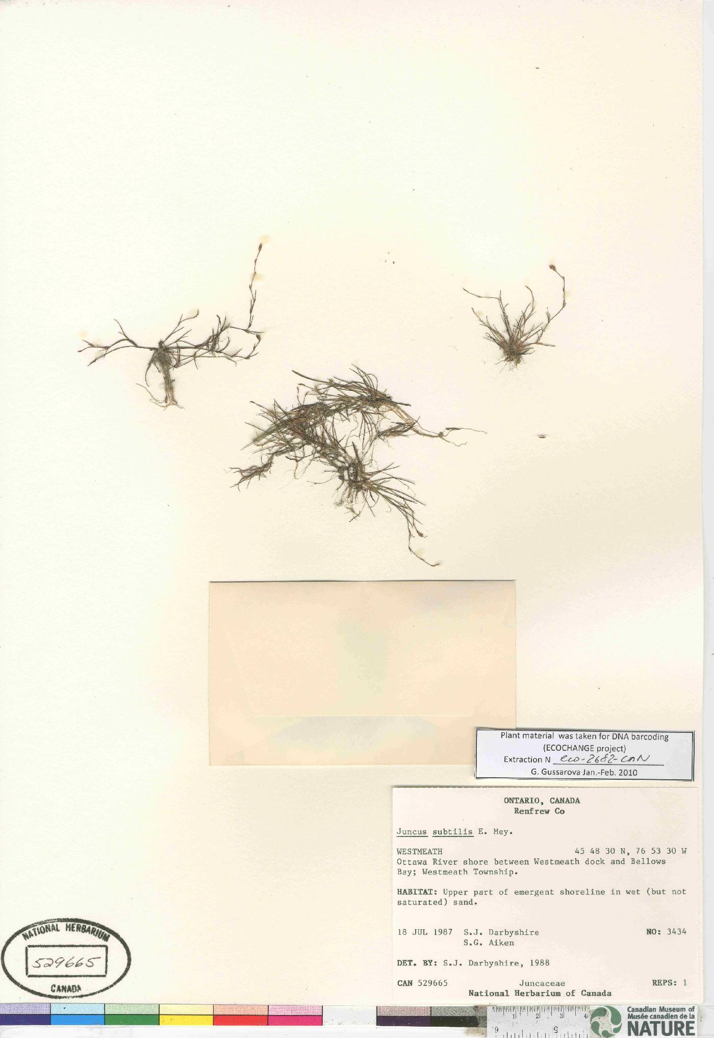 Juncus subtilis image