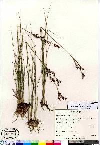 Juncus gerardii image