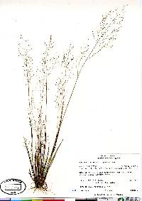 Panicum flexile image