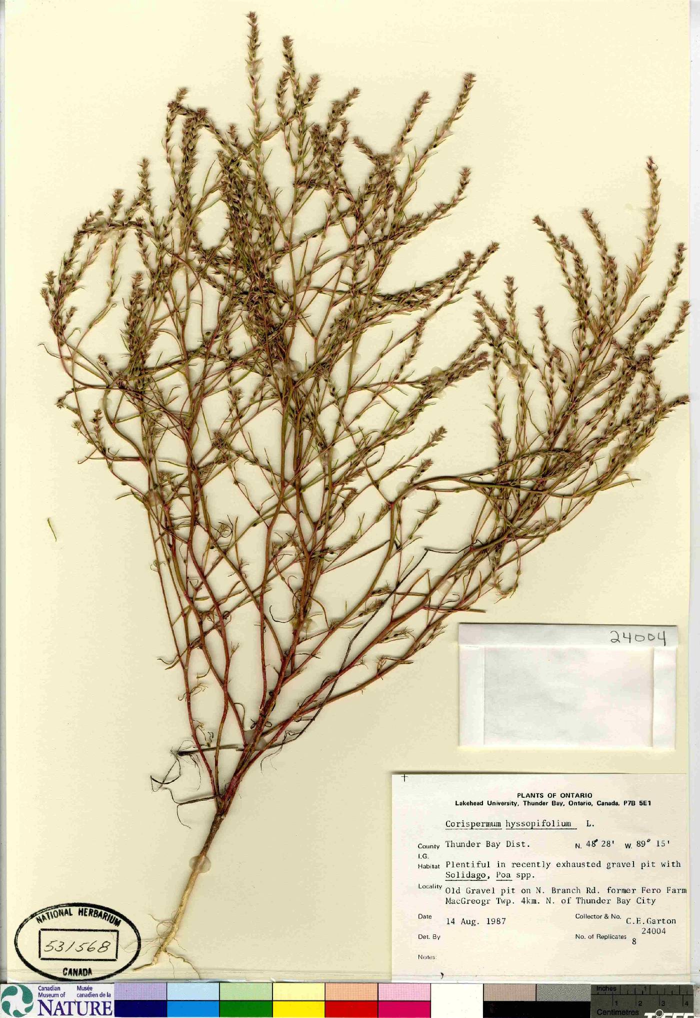 Corispermum americanum var. americanum image