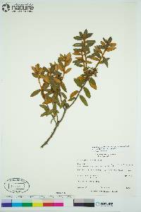 Rhododendron groenlandicum image