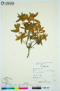 Rhododendron groenlandicum image