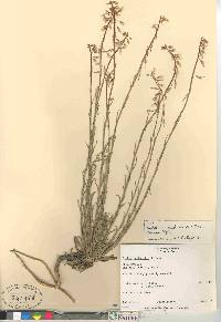 Salix rotundifolia subsp. rotundifolia image