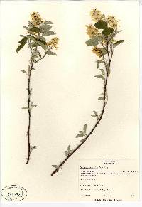 Amelanchier stolonifera image