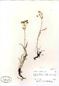 Bupleurum americanum image