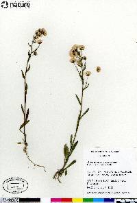 Erigeron acris subsp. politus image