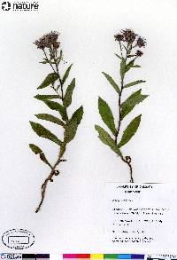 Aster sibiricus image