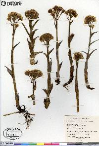 Petasites frigidus image