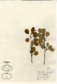 Amelanchier stolonifera image