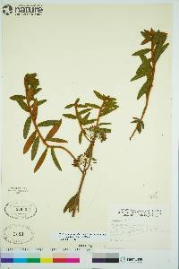 Rhododendron groenlandicum image