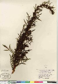 Artemisia biennis image