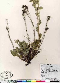 Potentilla pensylvanica image