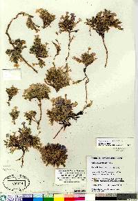 Phlox hoodii image