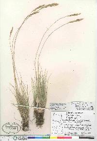 Poa cusickii subsp. pallida image