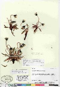 Taraxacum phymatocarpum image