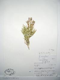 Lycopodium sabinifolium image